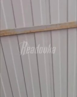 Более 40 собак терроризируют жителей Белореченского района