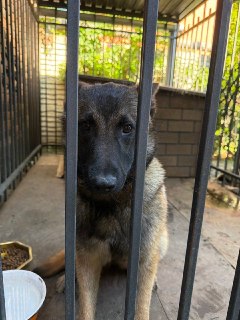 Пропала собака породы Малинуа по имени Альфа — помощь ищут владельцы