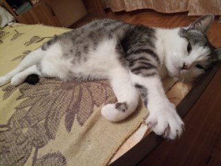 В Майкопе разыскивают пропавшую кошку с вознаграждением