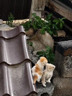В Майкопе нашли выброшенную кошку с котятами в мешке